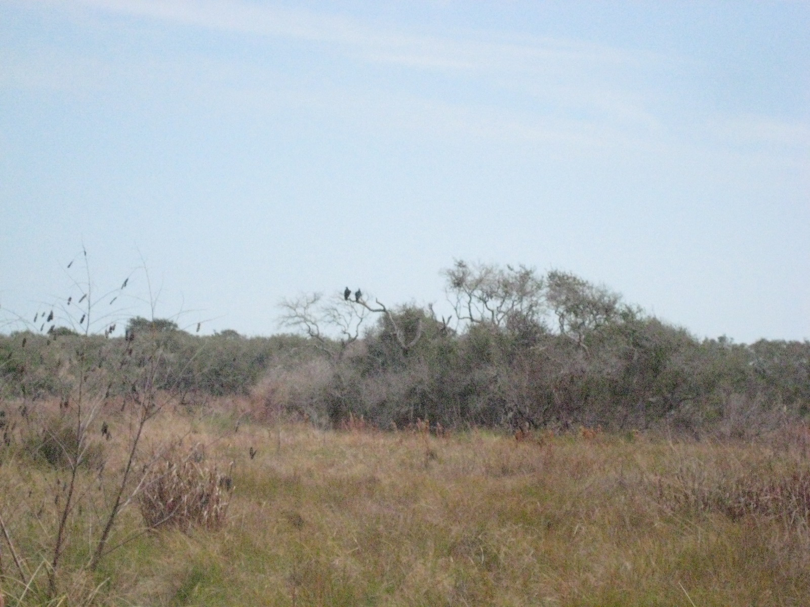 Birds!